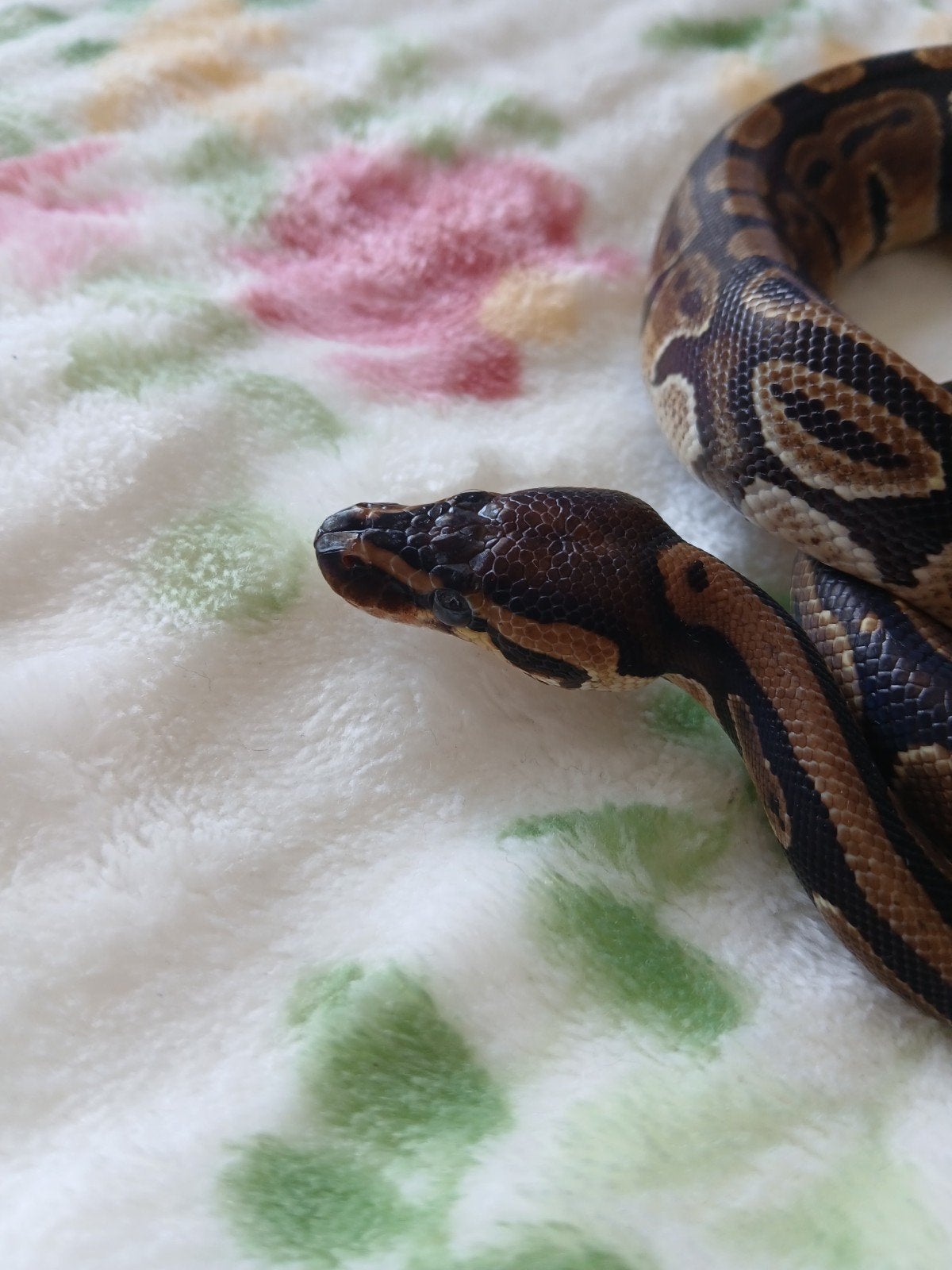 koningspython dames en mannen Ball Python photo 10