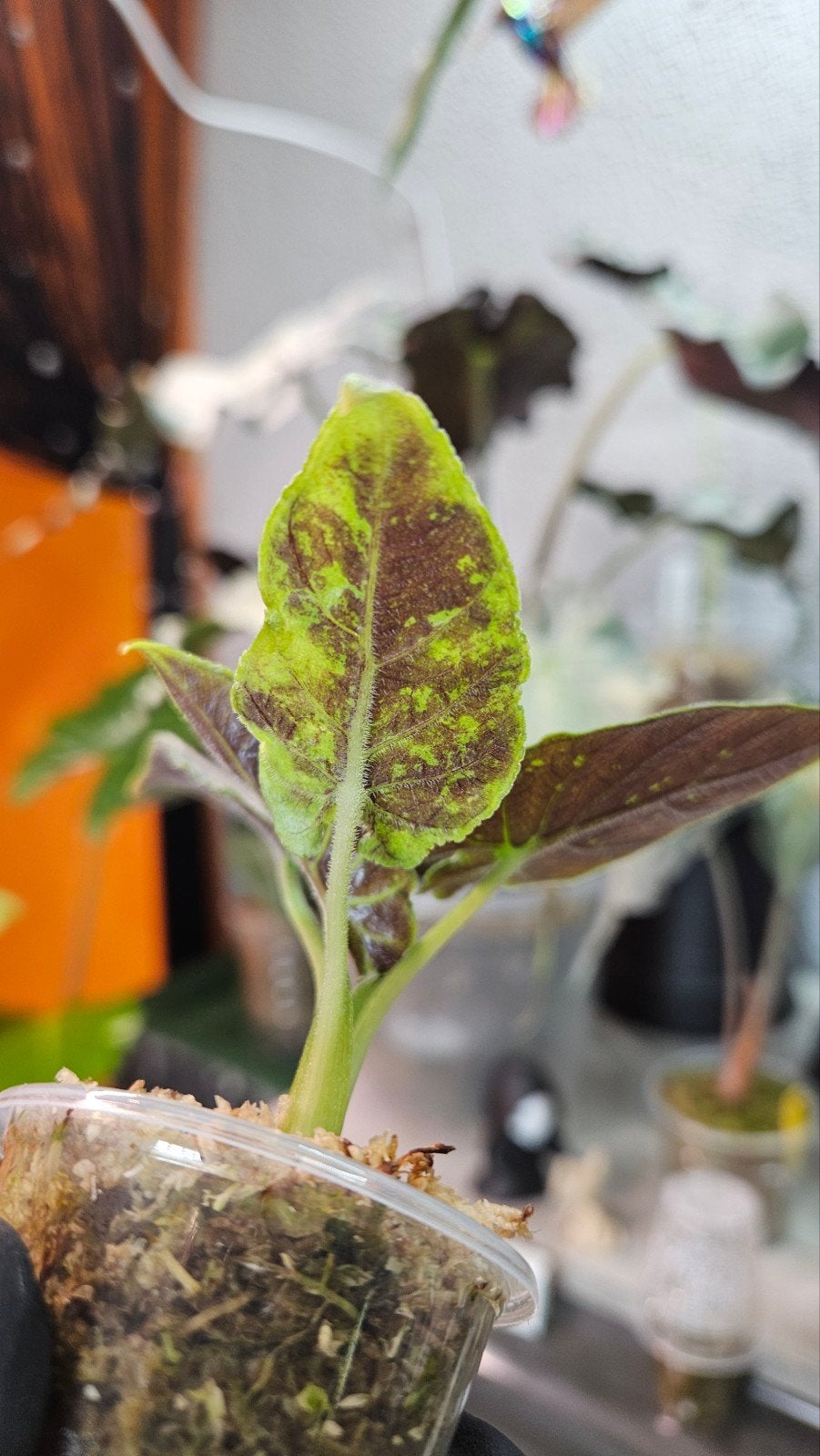Alocasia Antoro Velvet Variegata, Ophalen of Verzenden, Halfschaduw, Minder dan 100 cm