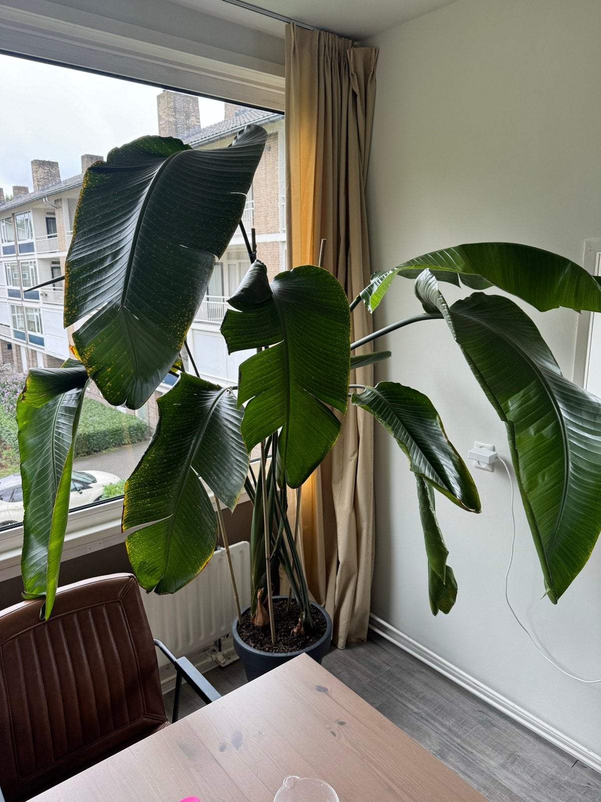 Grote Sterlitzia Nikolai zoekt nieuw huis-without pot, Ophalen, 200 cm of meer, Overige soorten, Halfschaduw