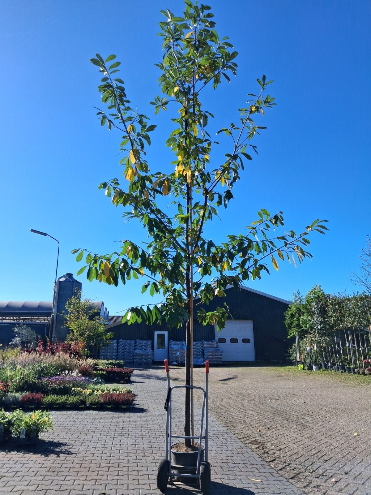 hoogstam groenblijvende prunus caucasica, laurier, Tuin en Terras, Volle zon, Bloeit niet, 100 tot 250 cm, Overige soorten