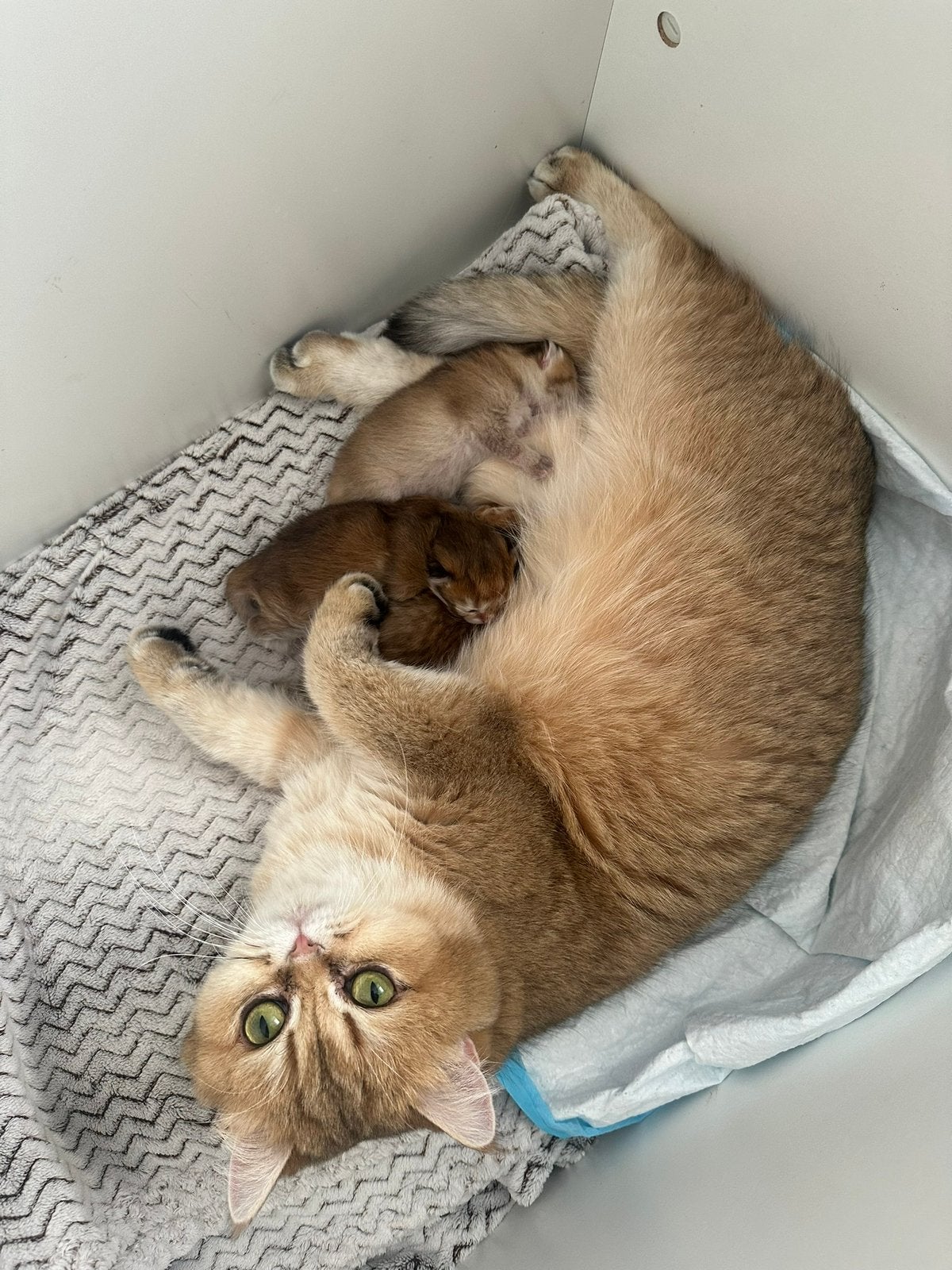 Britse korthaar/langhaar kittens met stamboom-Golden shaded, Meerdere dieren, Gechipt