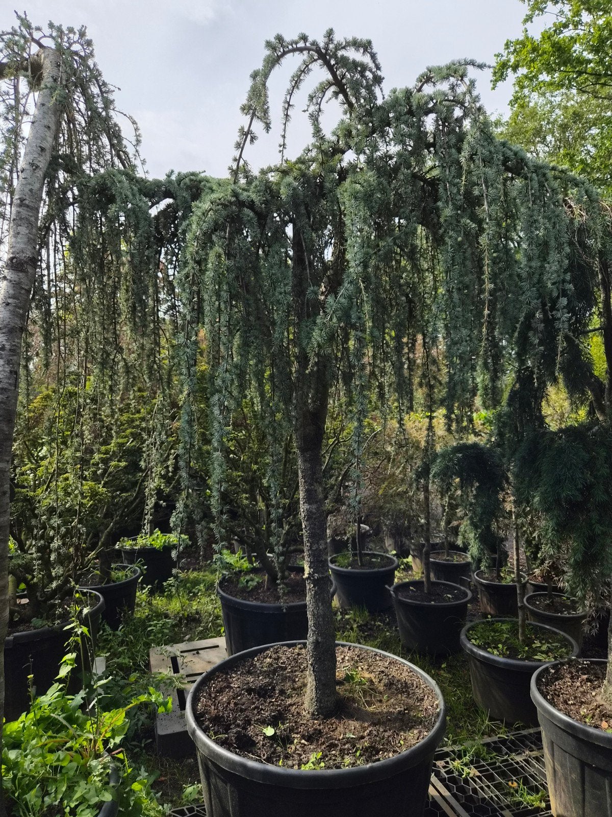 Cedrus Atlantica Glauca Pendula - Treurceder, Bloeit niet, Treurboom, 250 tot 400 cm, Ophalen
