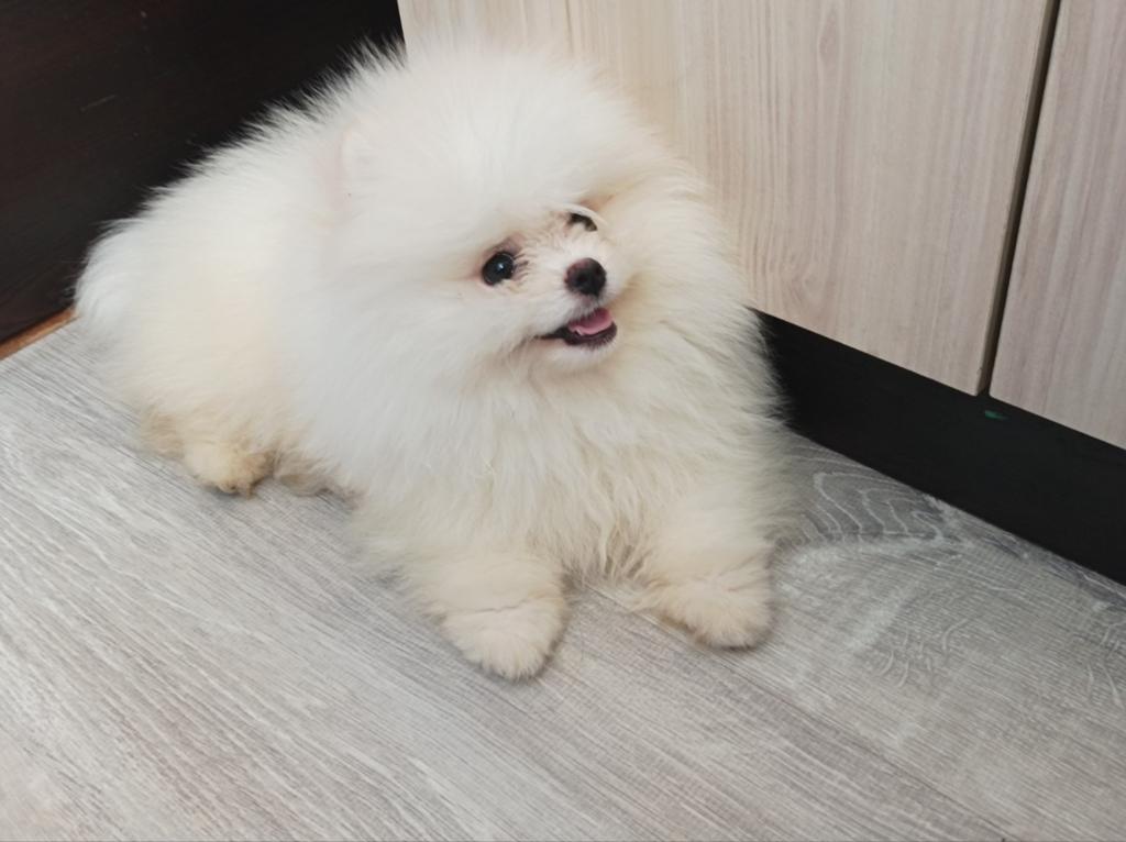 Pomeriaan pups, Particulier, 15 weken tot 1 jaar, Reu, Buitenland