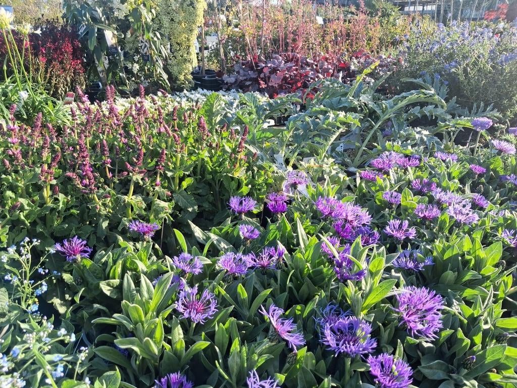 Diverse planten voor tuin en kwekerij, tuincentrum, Ophalen of Verzenden, Vaste plant, Overige soorten, Halfschaduw