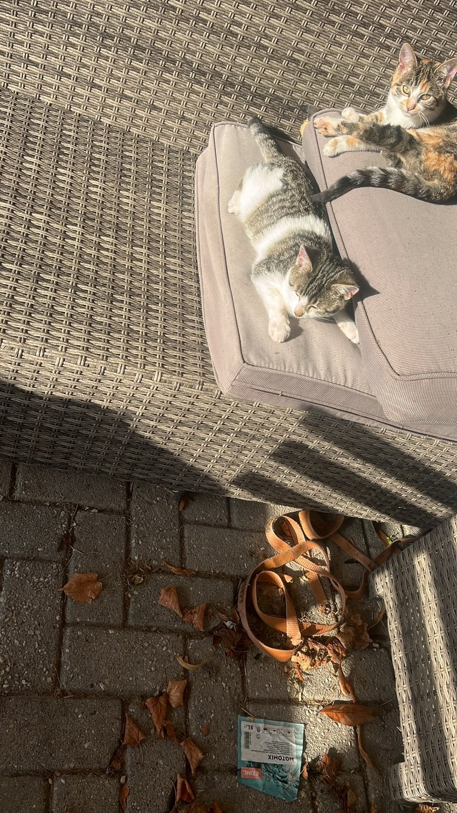 Boerderijkittens, gratis af te halen, Meerdere dieren, Kortharig, 0 tot 2 jaar