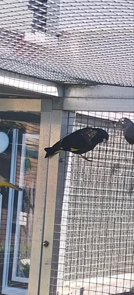 Te koop koppel zwarte sijzen, Meerdere dieren