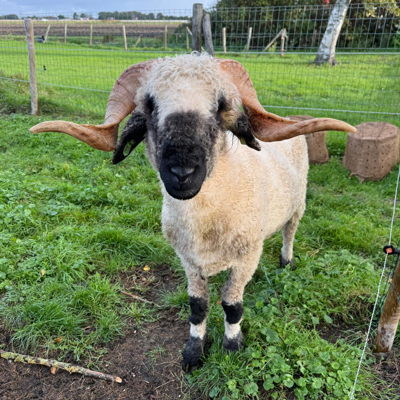 Walliser Schwarznase stamboek ram 1,5 jaar oud., Dieren en Toebehoren, Mannelijk, Schaap