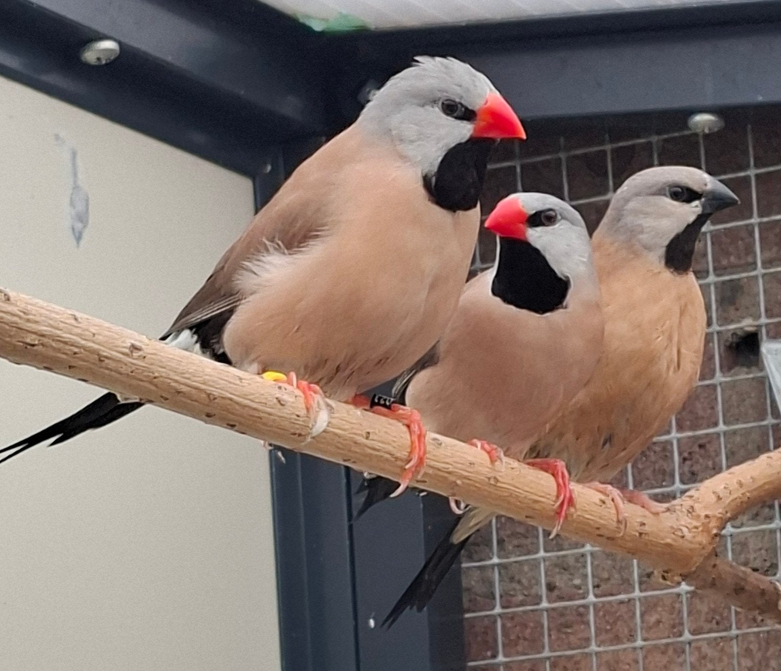 Spitsstaartamadines, Dieren en Toebehoren, Meerdere dieren, Tropenvogel