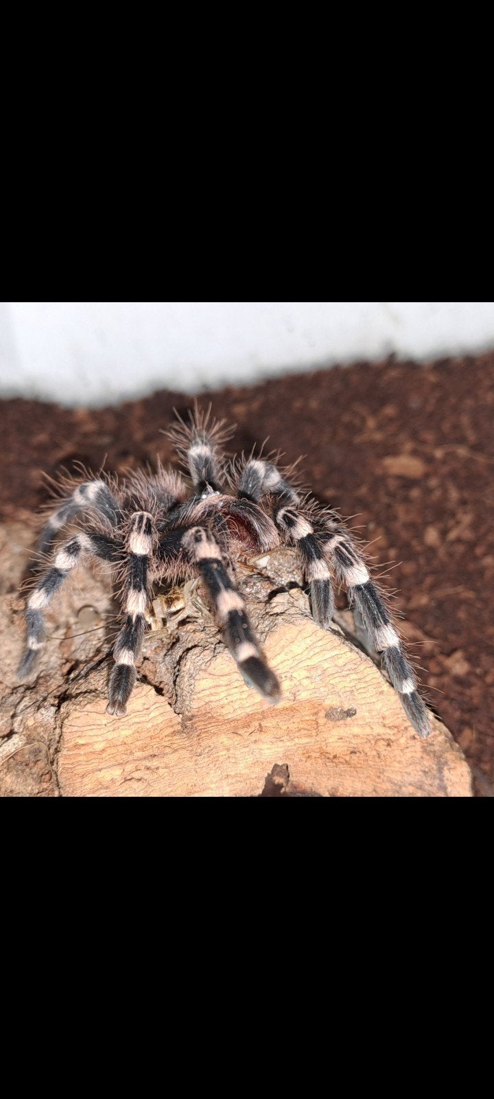 Acanthoscurria geniculata, Dieren en Toebehoren, Insecten en Spinnen, Spin of Schorpioen