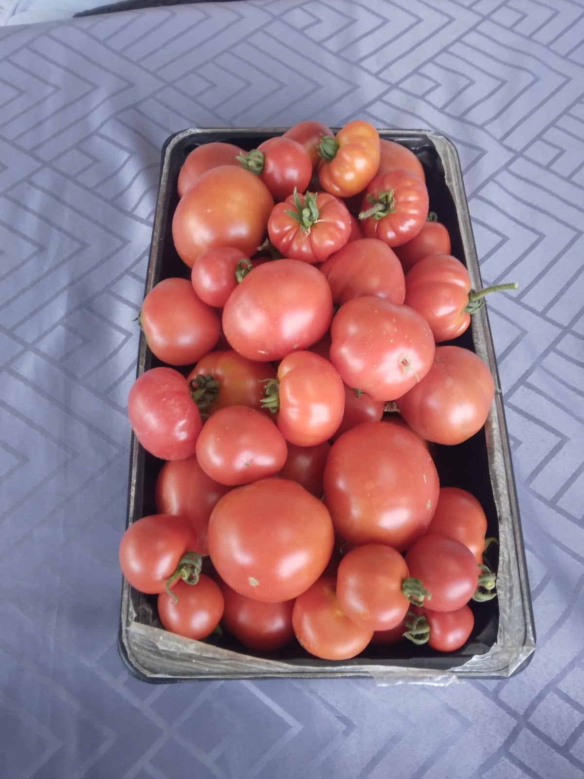 Verse Tomaten van Eigen Kweek niet besproeid biologisch., Ophalen