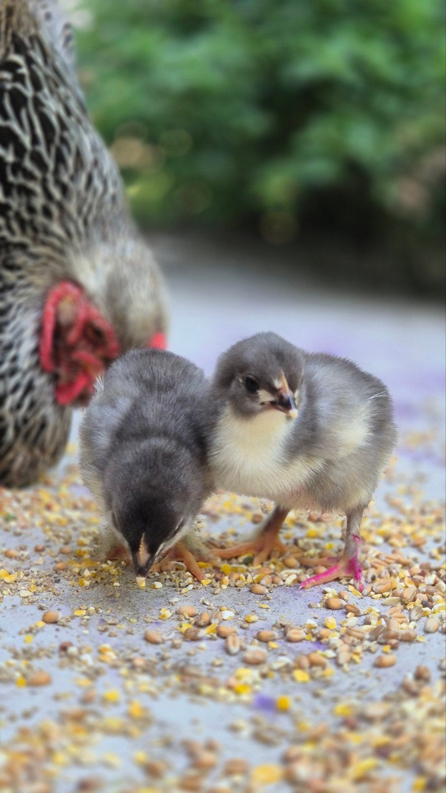 2 kleurlegger/marans kuikens, Meerdere dieren, Kip
