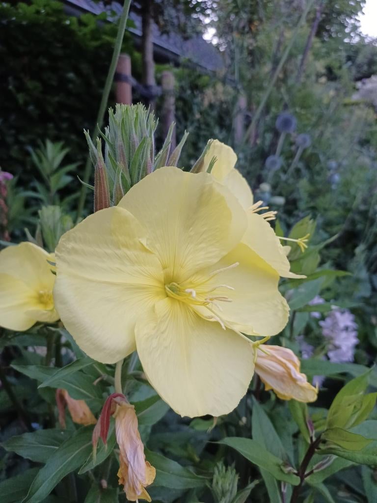 Oenothera, Teunisbloem, Tuin en Terras, Planten | Tuinplanten, Volle zon, Tweejarig, Zomer, Ophalen