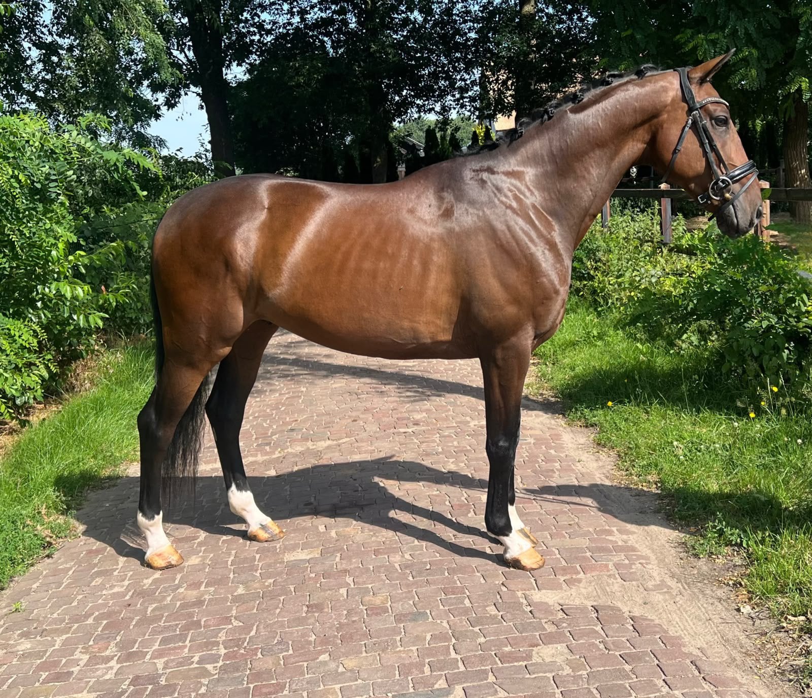 🤎 Jonge, werkwillige ruin 🤎, Dieren en Toebehoren, Pony's, Ruin, 3 tot 6 jaar