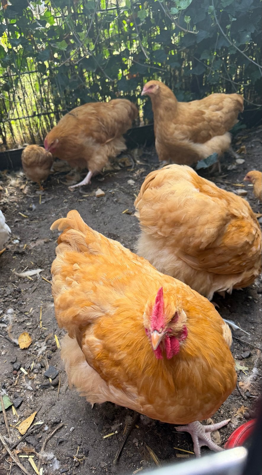 Orpington buff haan, Dieren en Toebehoren, Pluimvee, Mannelijk, Kip