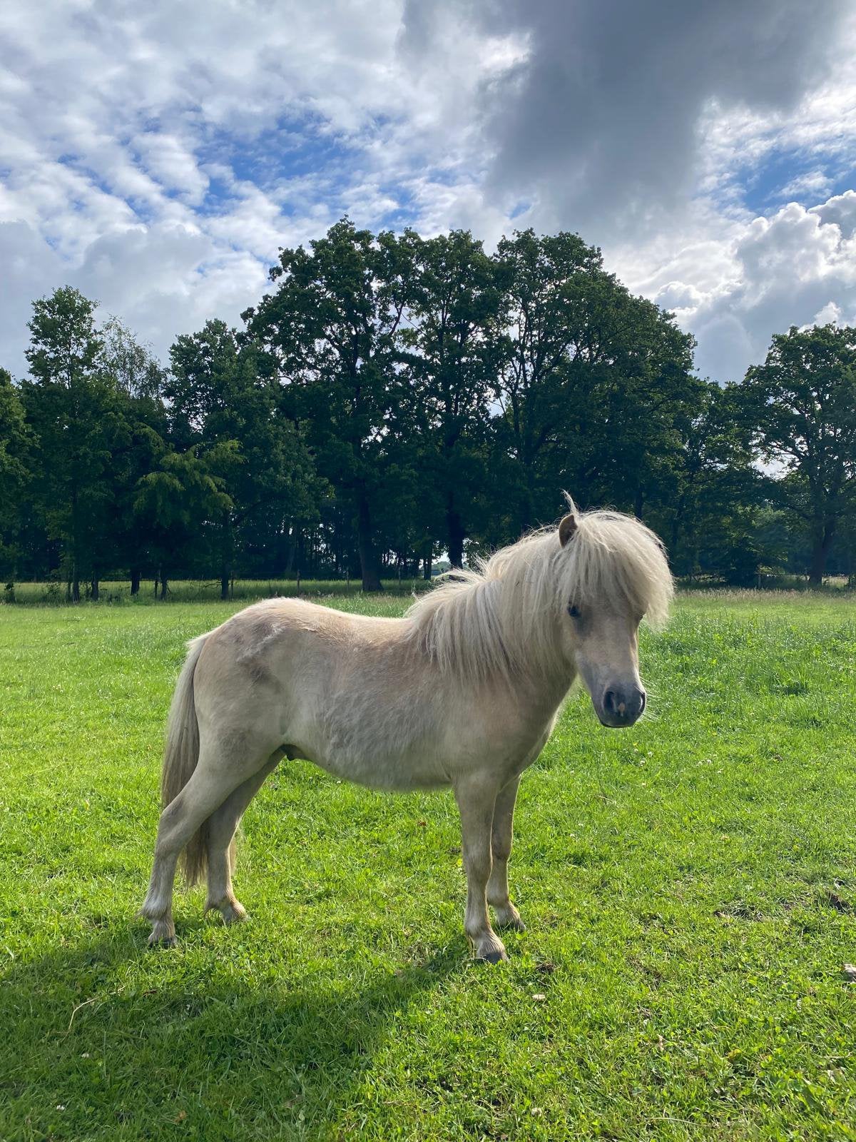 NSPS mini Shetlander hengst te koop, Dieren en Toebehoren, Pony's, Meerdere dieren, A pony (tot 1.17m), 0 tot 2 jaar, Met stamboom