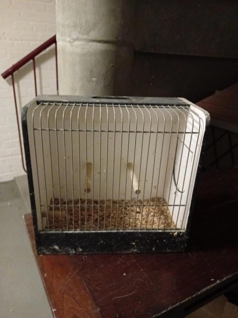 Tentoonstelling Kooien, Dieren en Toebehoren, Ophalen, Hout, Vogelkooi