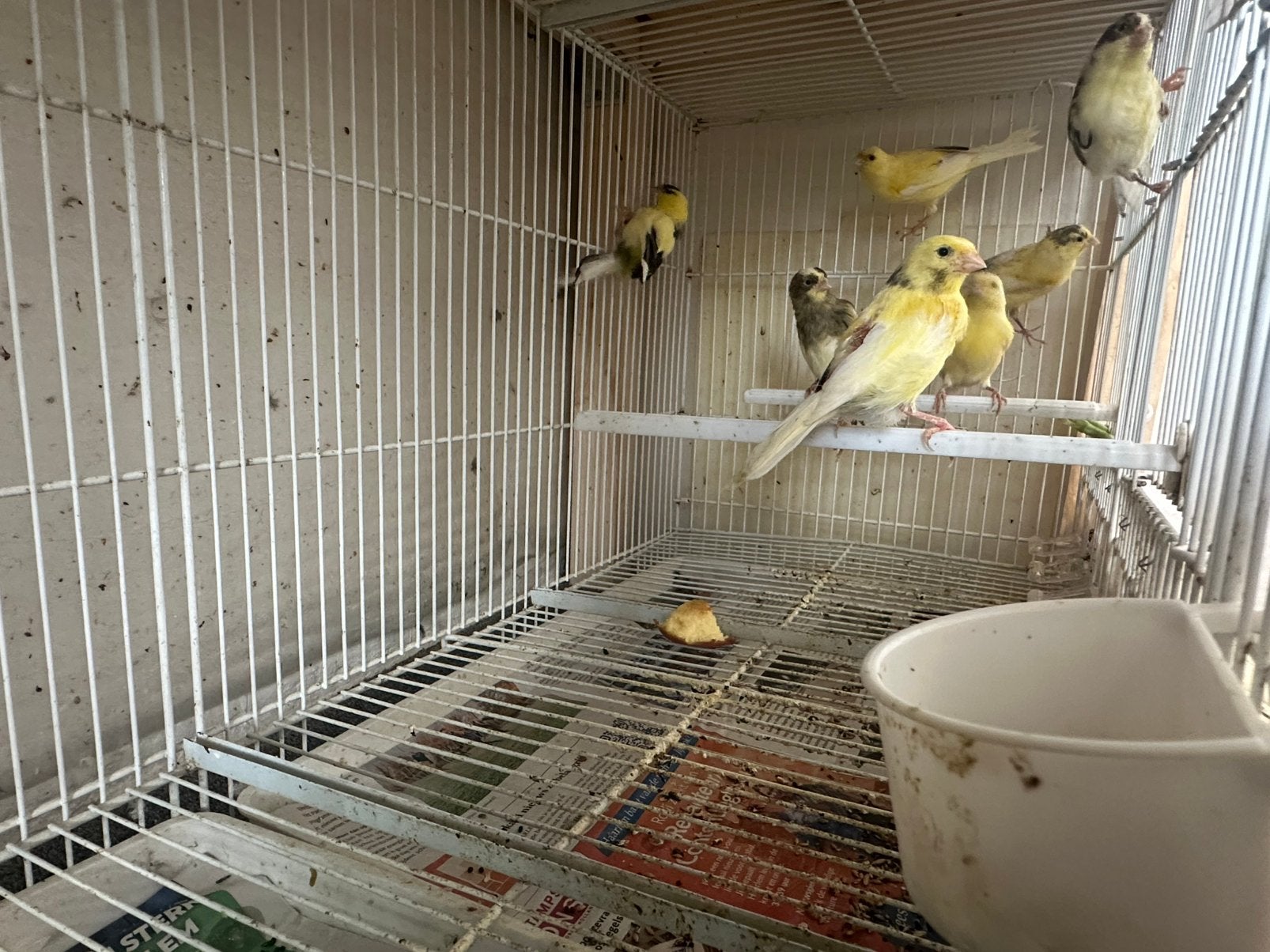 Harzer Roller Kanarie, Meerdere dieren, Kleurkanarie