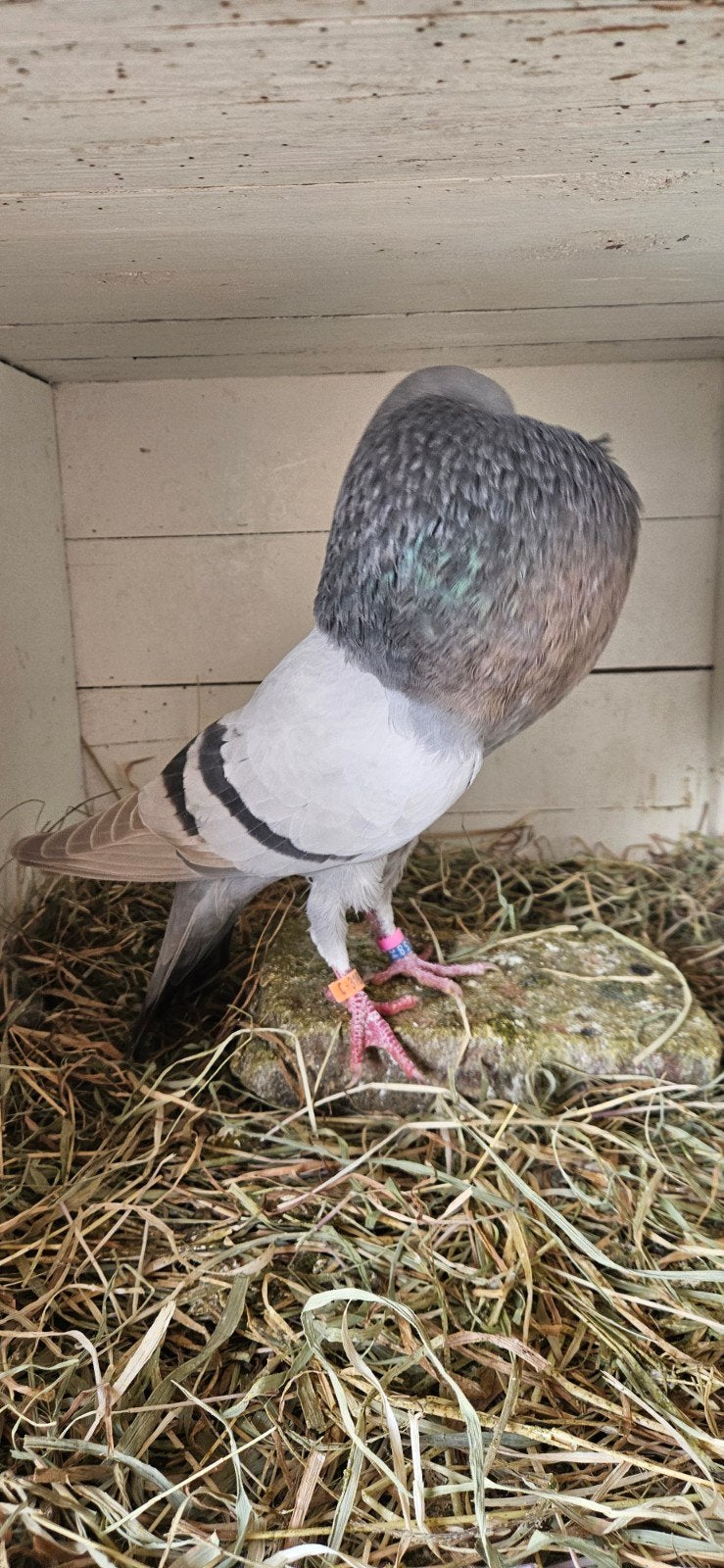 Te koop horseman kroppers, Meerdere dieren, Kropper