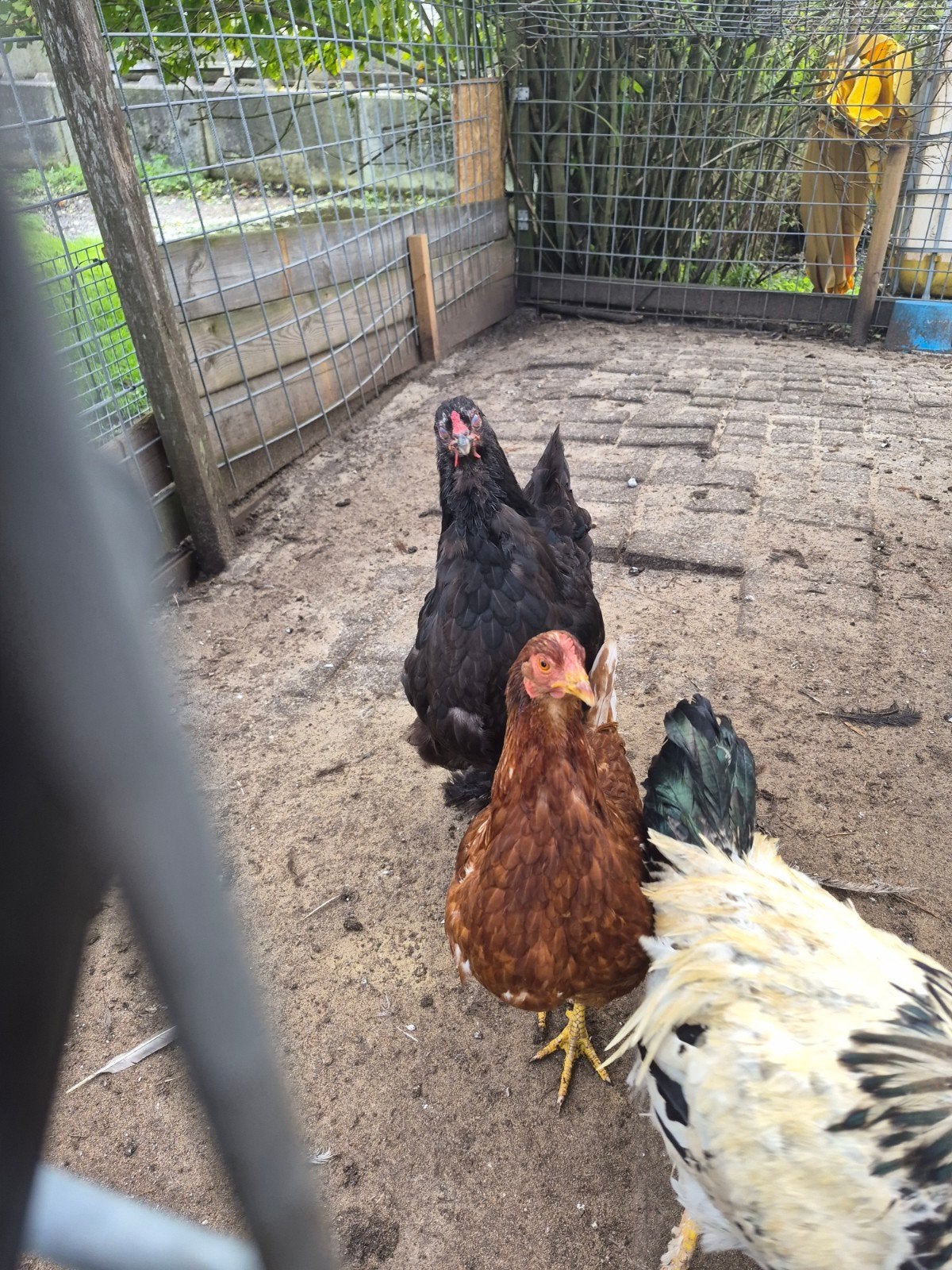2 grote brahama, Dieren en Toebehoren, Vrouwelijk, Kip