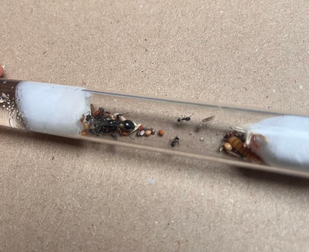 Messor barbarus 10w~, Mieren