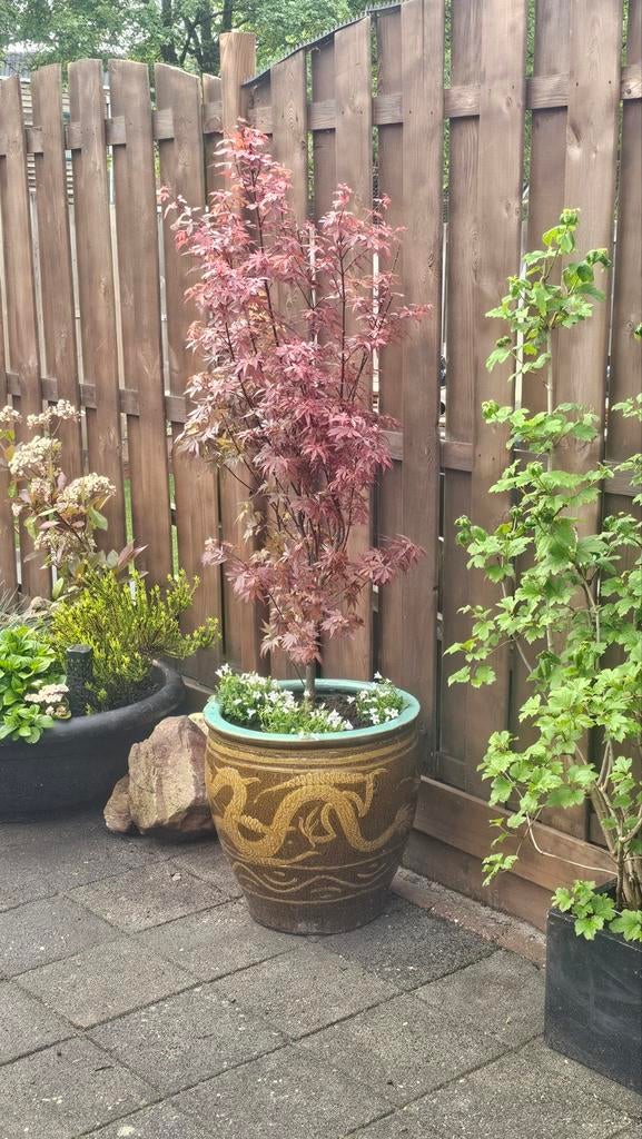 Antieke grote drakenpot met Japanse Esdoorn, In pot, Bloeit niet, Halfschaduw, Overige soorten
