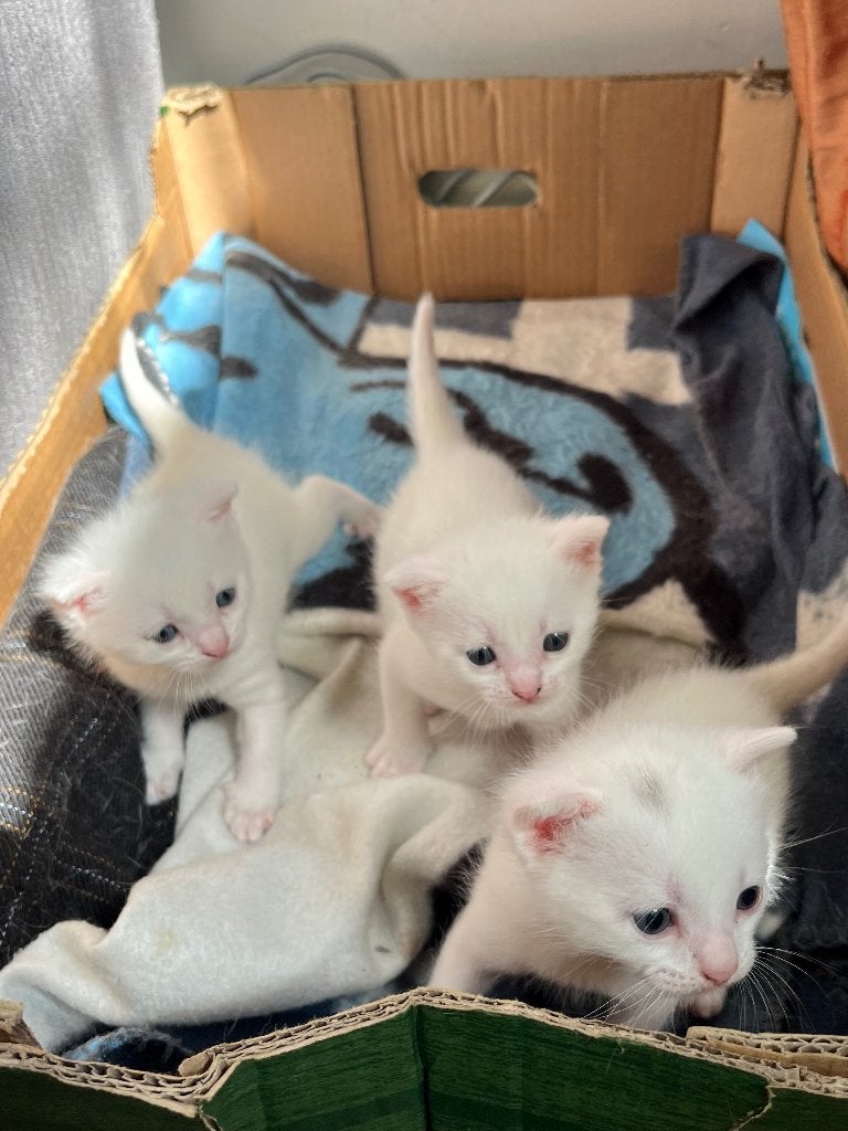 Witte kittens te koop, Meerdere dieren