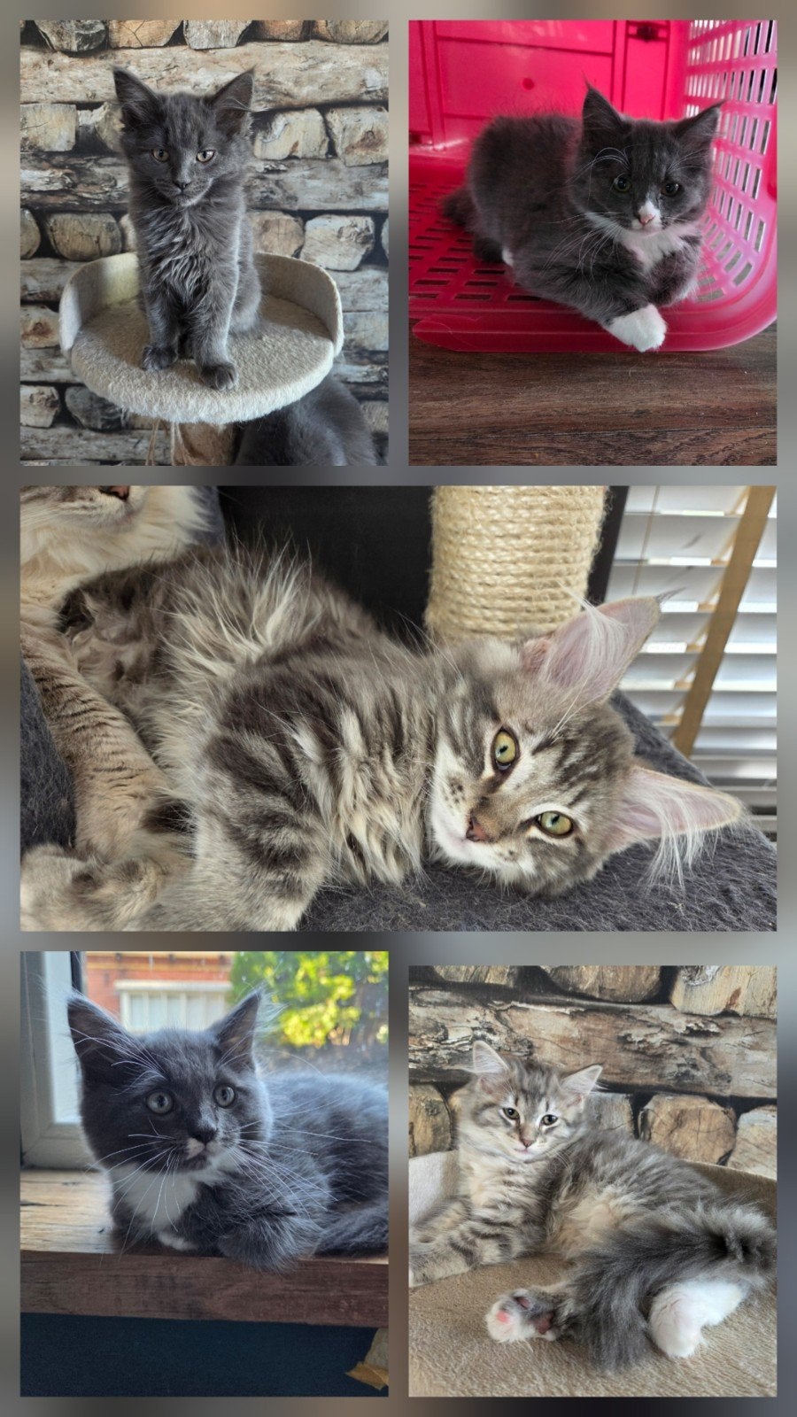 Maincone ragdoll kittens, Dieren en Toebehoren, Katten en Kittens | Raskatten | Langhaar, Meerdere dieren, Ontwormd, 0 tot 2 jaar
