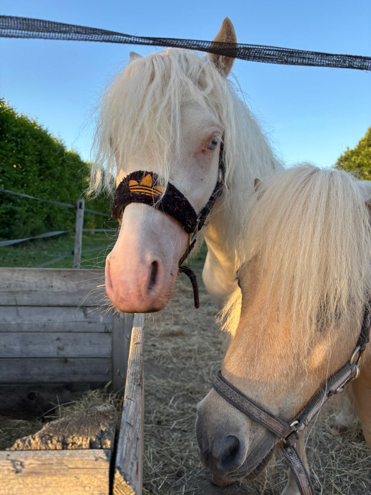 Jaarling welsh A hengstje cremello, Dieren en Toebehoren, Pony's, Hengst, Niet van toepassing, 0 tot 2 jaar