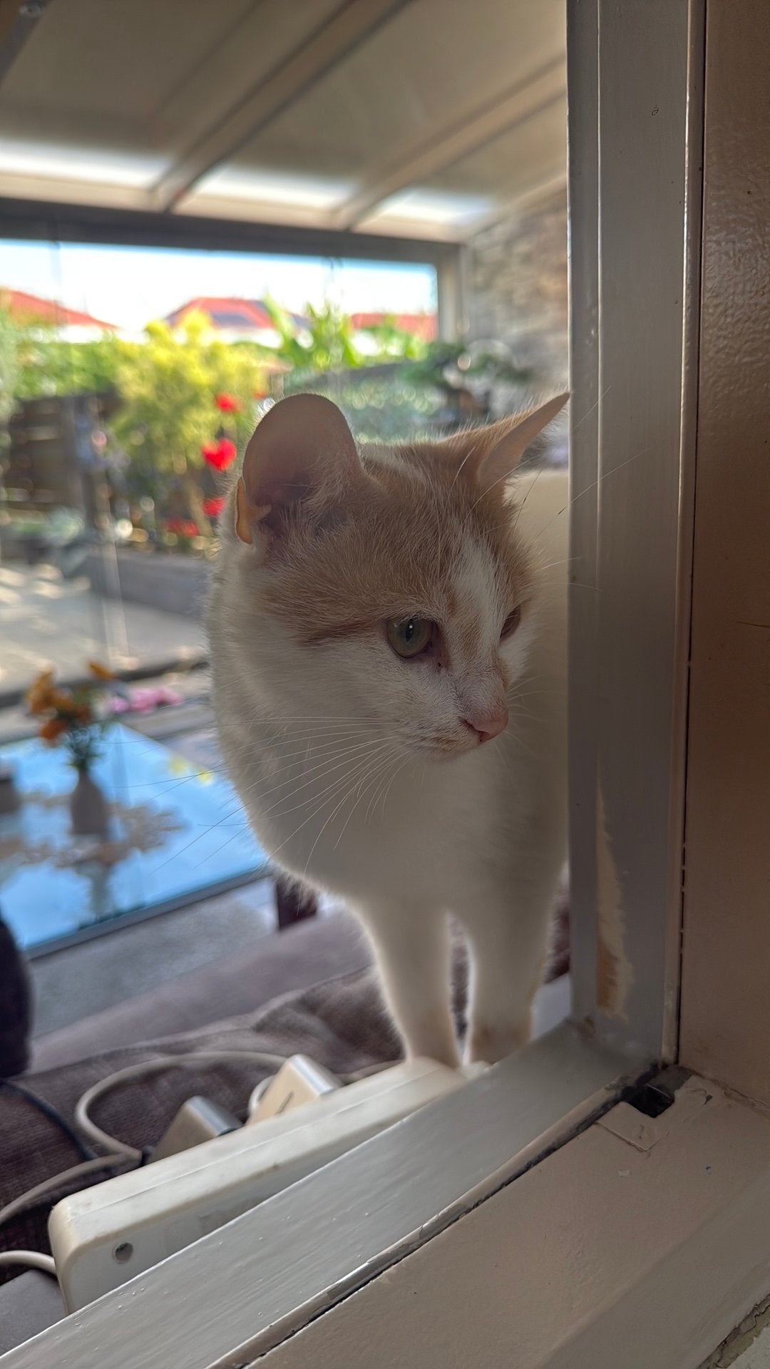 Kat 3 yaer oud meisje, Dieren en Toebehoren, Katten en Kittens | Raskatten | Korthaar, Poes, 0 tot 2 jaar