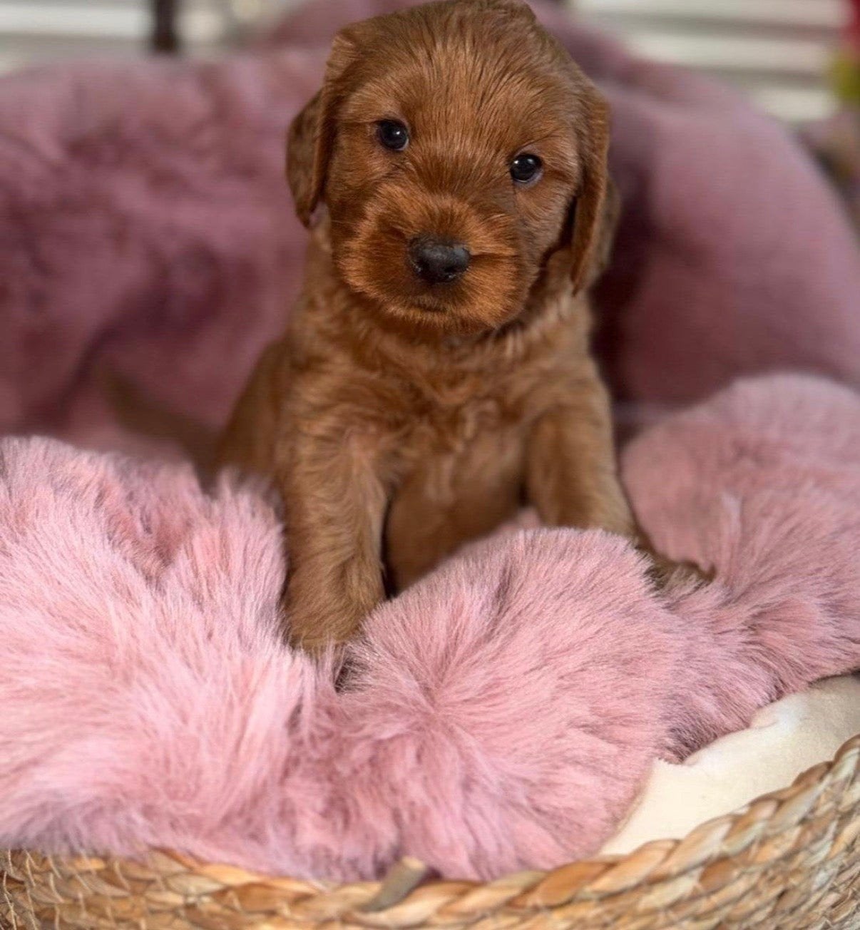 Australian labradoodle pup met stamboom, Dieren en Toebehoren, 8 tot 15 weken, Meerdere, Nederland, Fokker | Hobbymatig