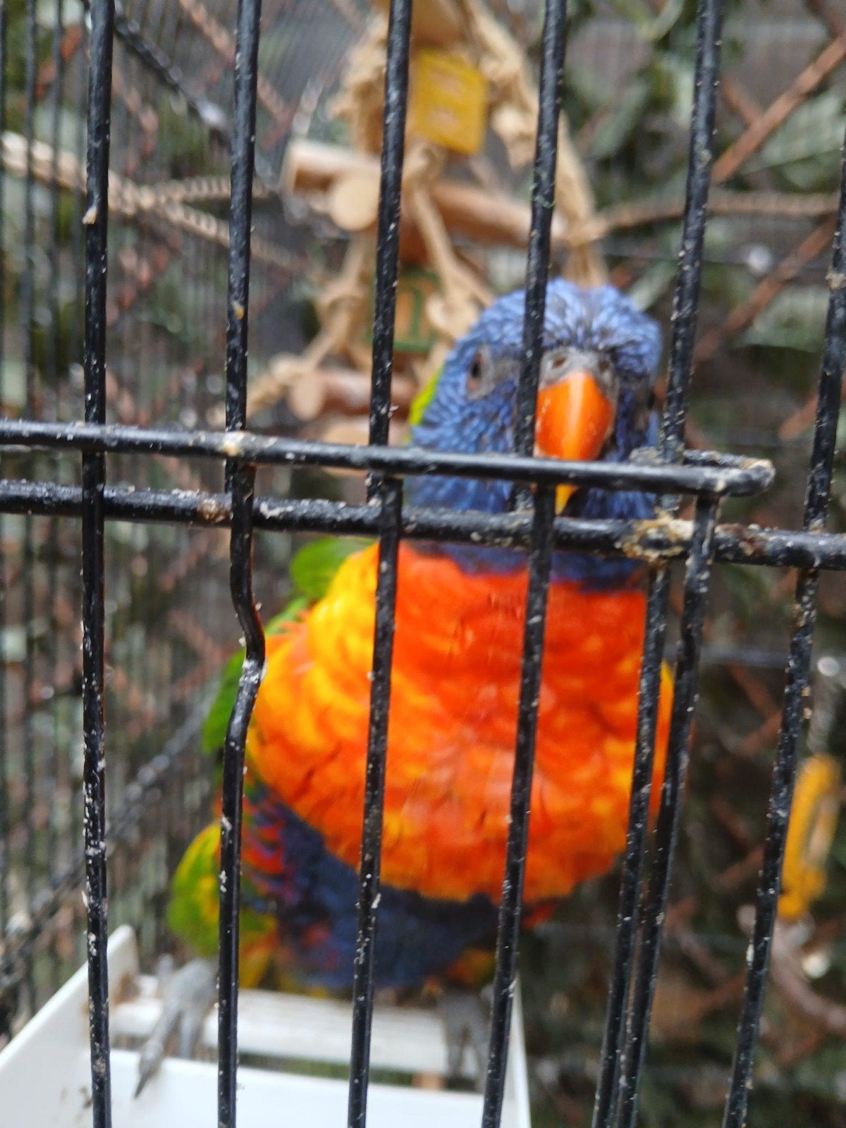 kolonie lori,s van de blauwe bergen (7), Meerdere dieren, Papegaai, Tam
