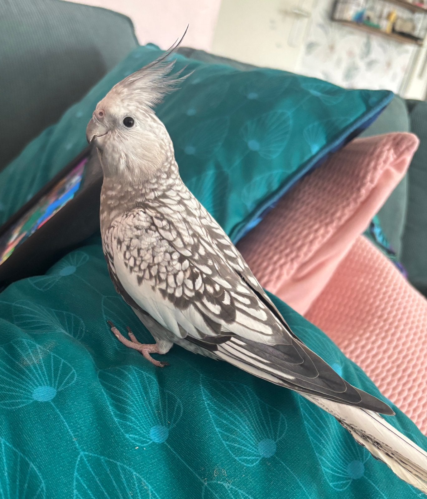 Lieve valkparkiet van 9 maanden, Dieren en Toebehoren, Vogels | Parkieten en Papegaaien, Vrouwelijk, Parkiet, Tam