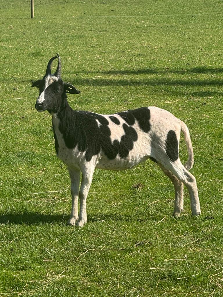 Stamboek Jacob ooi, ARR ARR en zwoeger vrij, Dieren en Toebehoren, Schapen, Geiten en Varkens, Vrouwelijk, Schaap