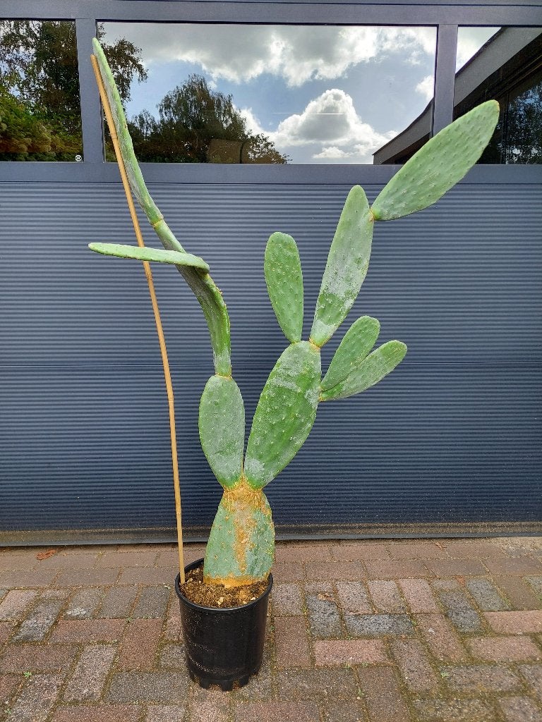 XL Opuntia Ficus Indica - Vijgencactus/Schijfcactus H:148 cm, Volle zon, Vaste plant, Zomer, Ophalen