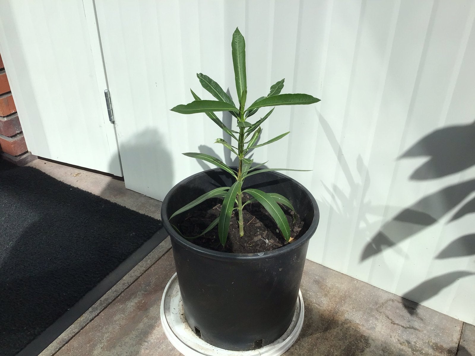 Oleander, Tuin en Terras, Planten | Tuinplanten, Ophalen, Overige soorten, Volle zon