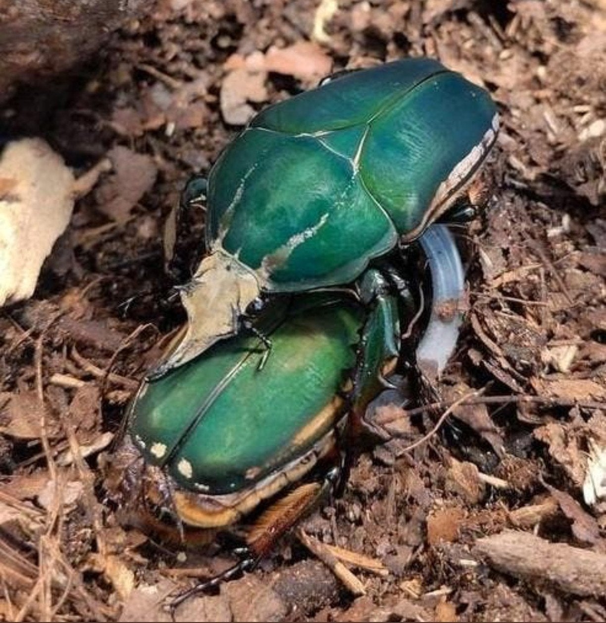 4x L3 larven MTU / Mecynorrhina torquata ugandesis, Ophalen of Verzenden, Nieuw, Overige typen