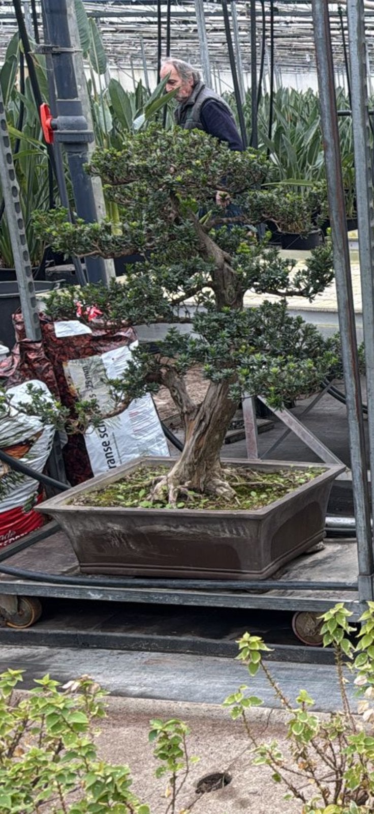 Bonsai uit china, Ophalen, Zo goed als nieuw, Steen, Minder dan 30 cm
