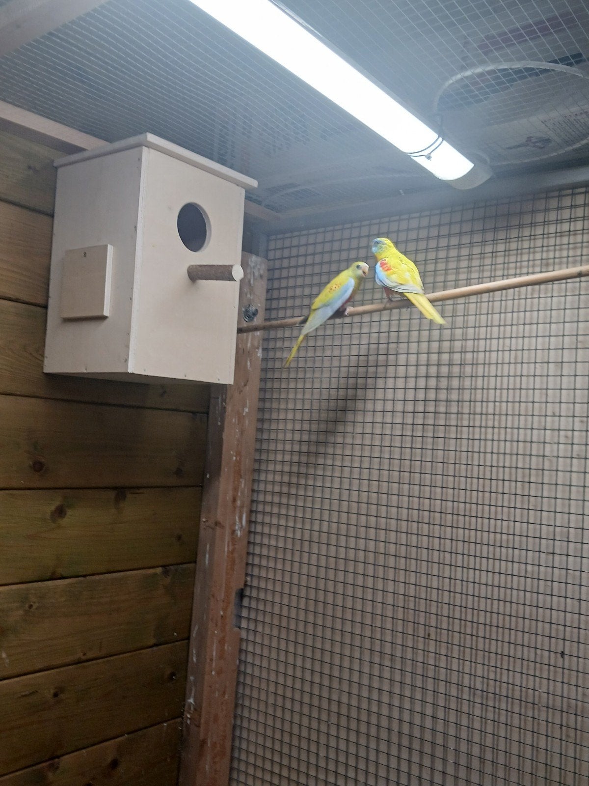 Vogel, Dieren en Toebehoren, Vogels | Parkieten en Papegaaien, Meerdere dieren, Parkiet