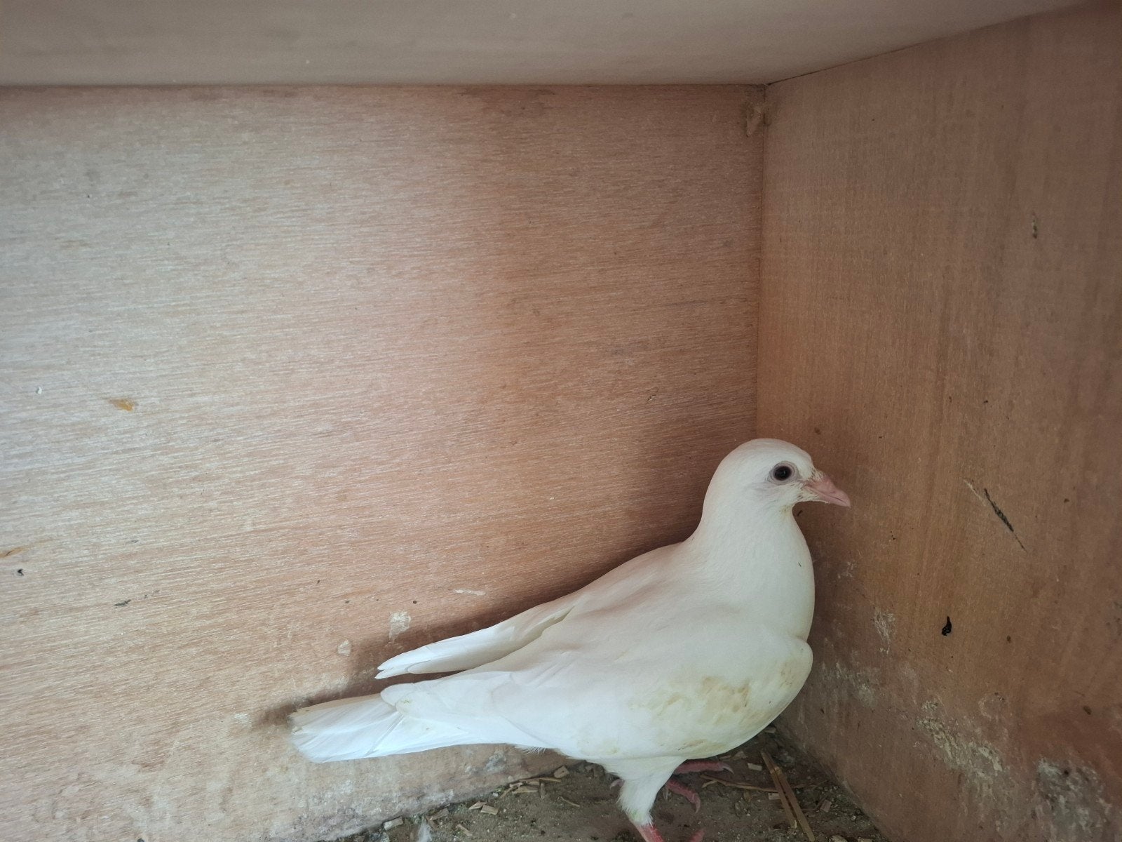 Jonge witte postduif, Meerdere dieren, Postduif