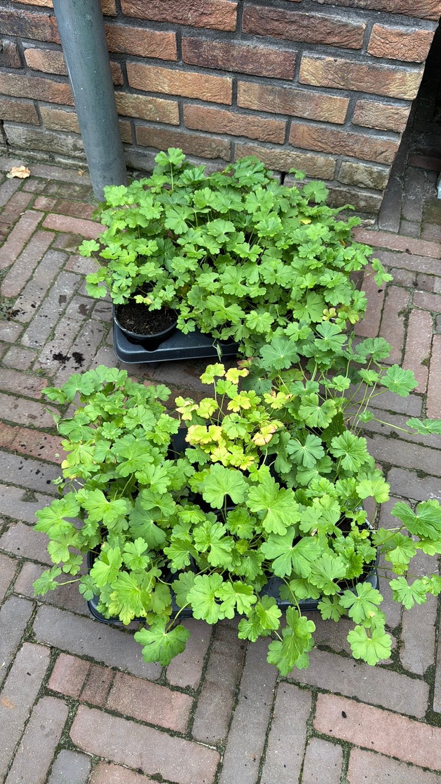 2 maal tray van 6 st. Geranium cantabrigiense in C1 potjes, Ophalen, Bodembedekkers, Vaste plant, Halfschaduw