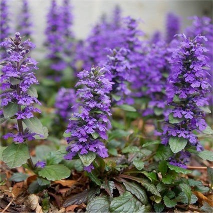 Kruipend zenegroen - Ajuga reptans te koop, Ophalen, Vaste plant, Bodembedekkers