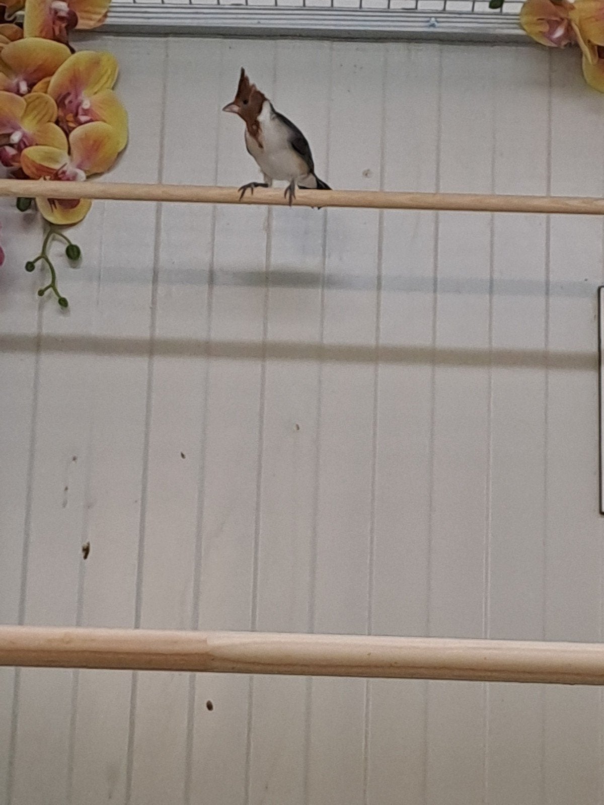 roodkuifkardinaal, Mannelijk, Tropenvogel, Geringd