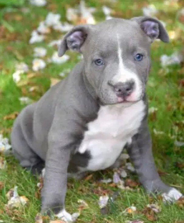 Engelse Stafford pup teef GEZOCHT, 8 tot 15 weken, Teef, Bulldog, Eén hond