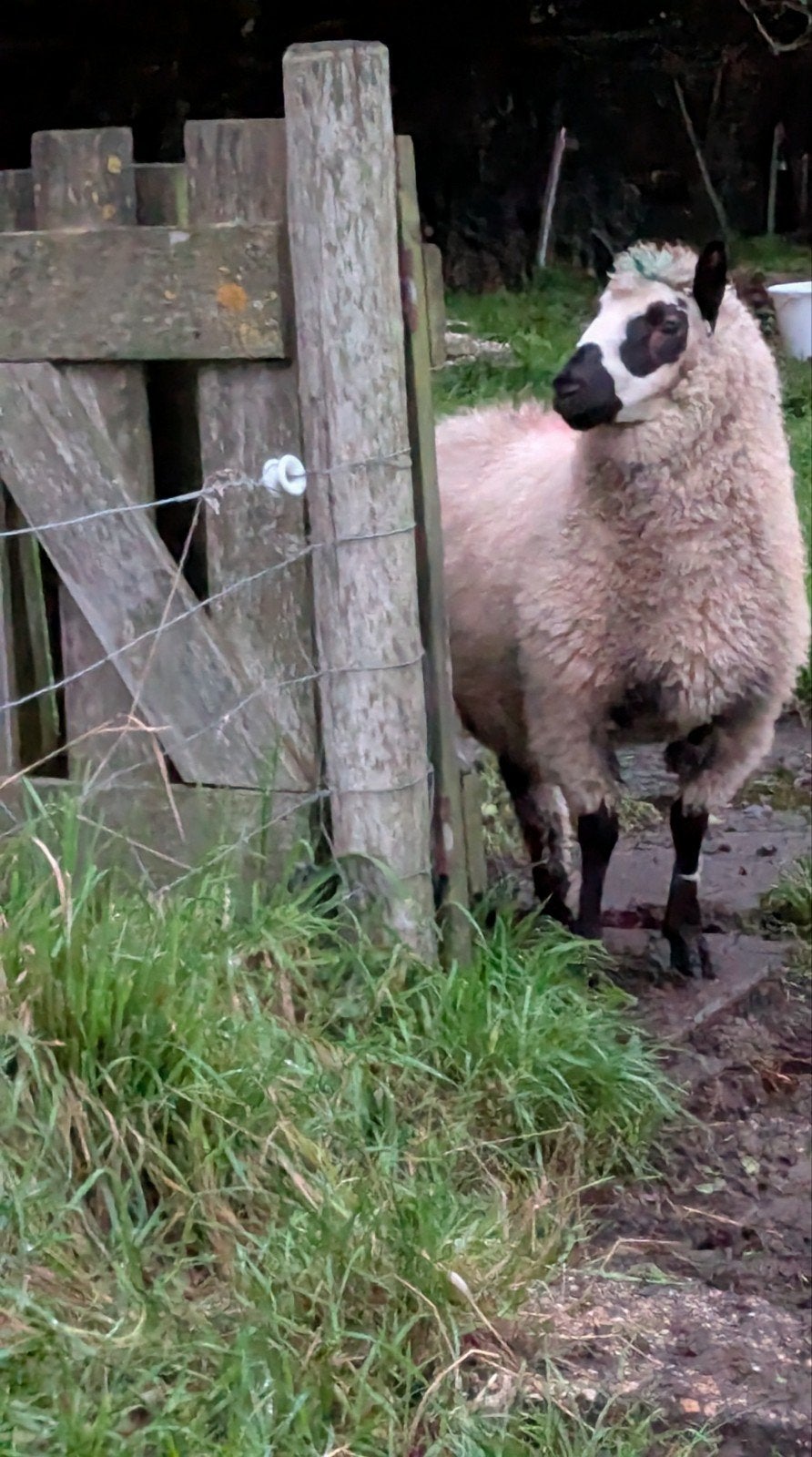 Kerry Hill ooilam stamboek, Dieren en Toebehoren, Vrouwelijk, Schaap, 0 tot 2 jaar