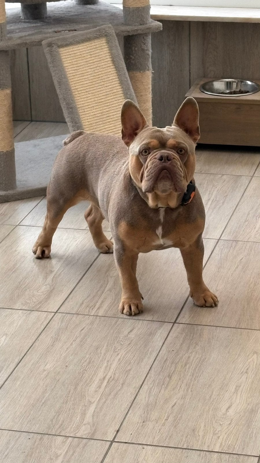 Franse Bulldog dekreu te koop, België, Particulier, Reu, 1 tot 2 jaar