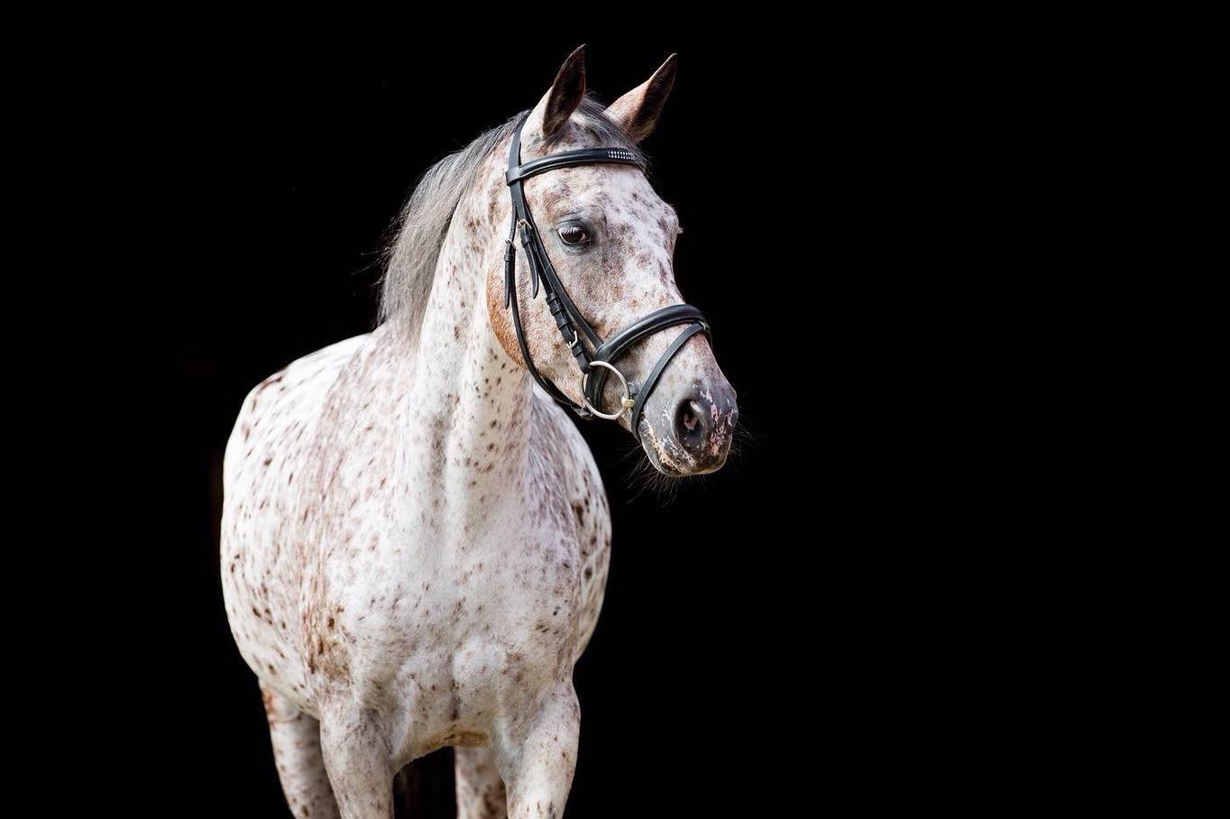 Leasepony, Dieren en Toebehoren, Ophalen, Gebruikt