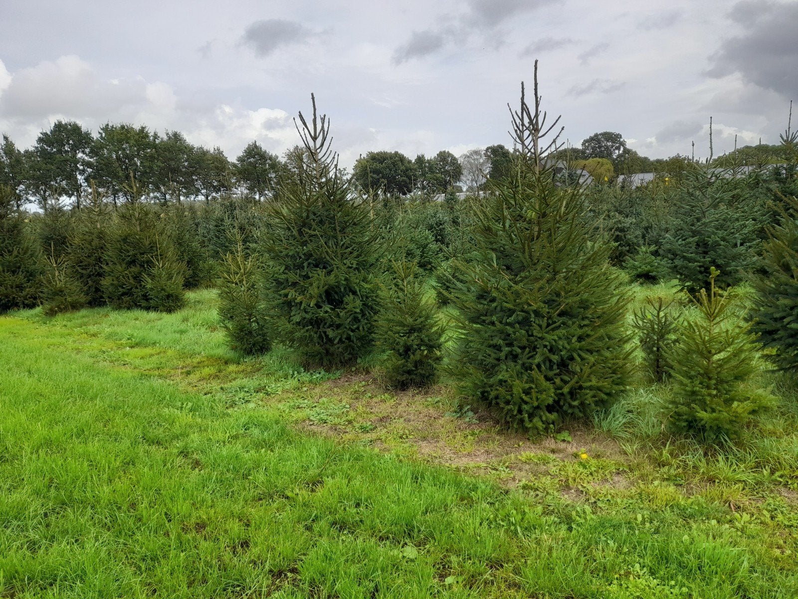 Kerstbomen partij, fijnspar Picea Abies te koop!, Ophalen, 100 tot 250 cm
