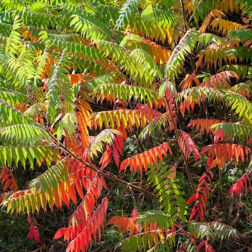 Rhus typhina / fluweelboom, Overige soorten, Zomer, 400 cm of meer, Ophalen