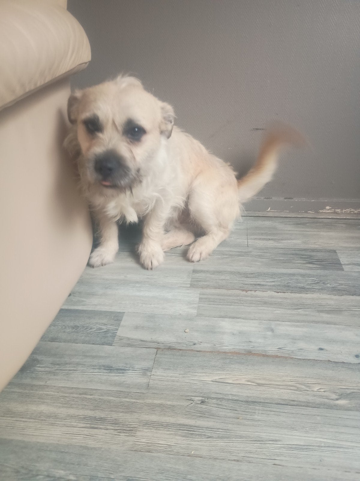 Te koop mooie lieve hond  luna, 1 tot 2 jaar, Teef, Parvo, Eén hond