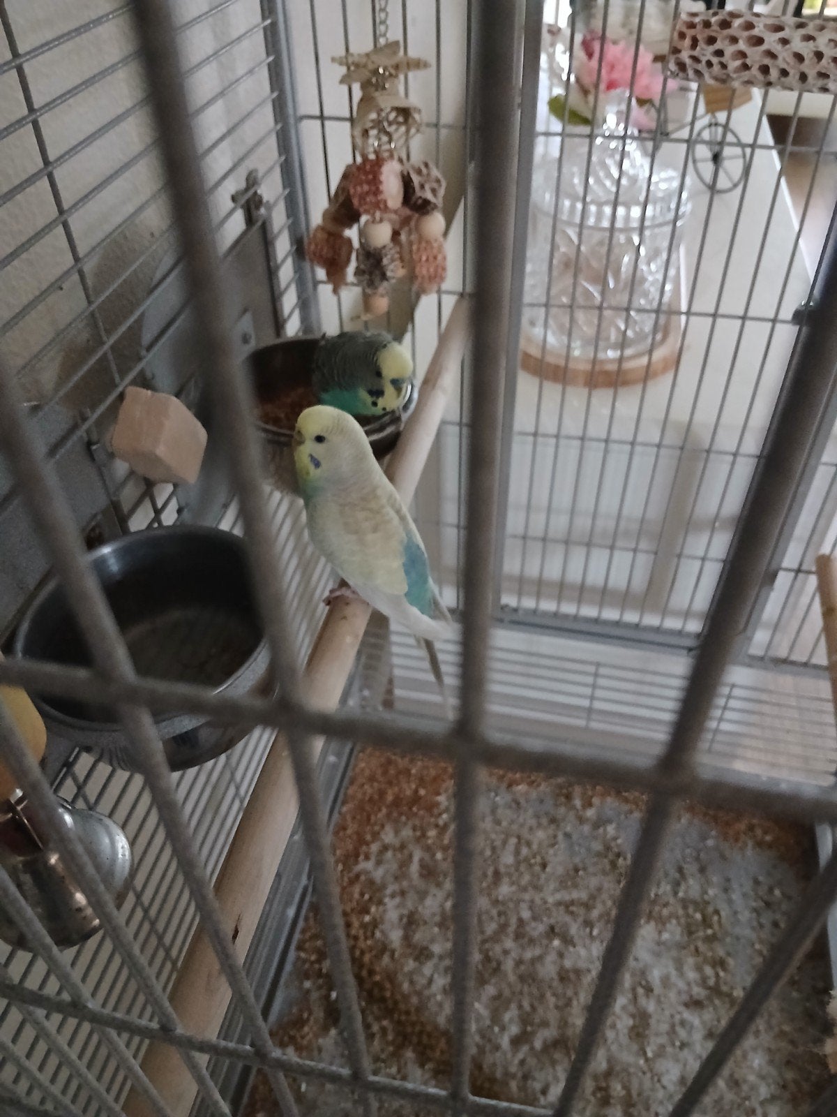 grasparkieten te koop, Meerdere dieren, Parkiet